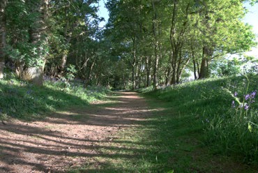 Blairgowrie Path Network: Bluebell Woods (Darroch Woods)